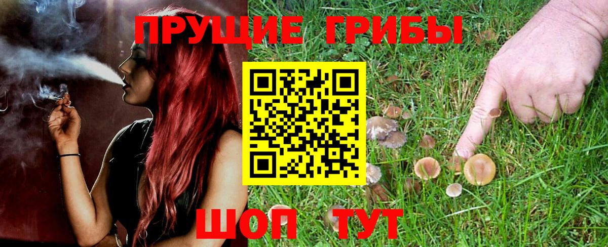 Псилоцибиновые грибы прущие грибы  Мценск 