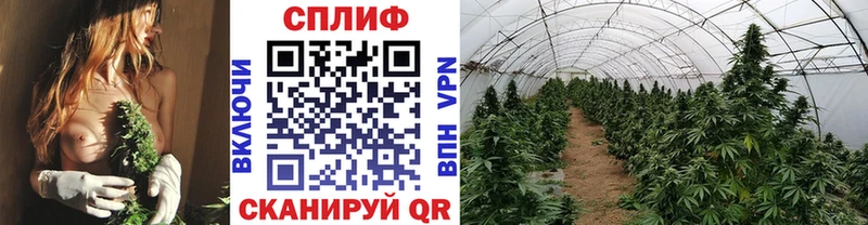 МАРИХУАНА ГИДРОПОН  Мценск 